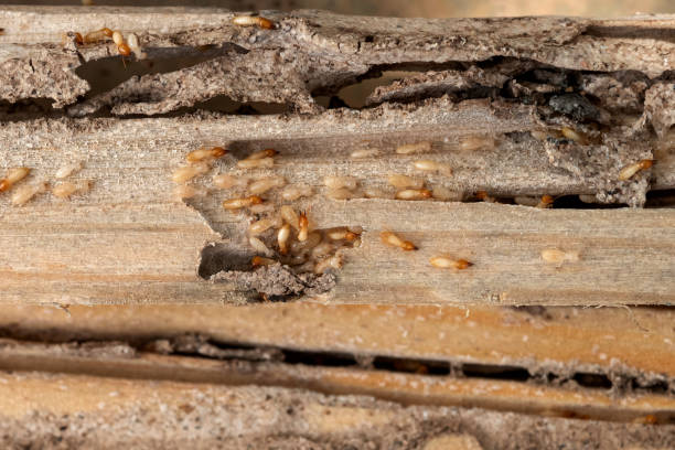 Flea Control Services in La Grange, TX